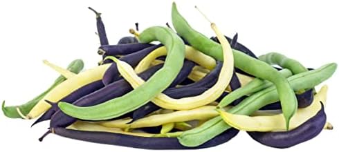 Bean Seeds for Planting Vegetables and Fruits. Pole Beans,Bush Beans,Romano Beans.Non GMO Garden Seeds for Home Vegetable Garden-Organic Bush Bean Mix 45ct+ Purple,Yellow&Green Bean Seeds, No Trellis by HipGirl