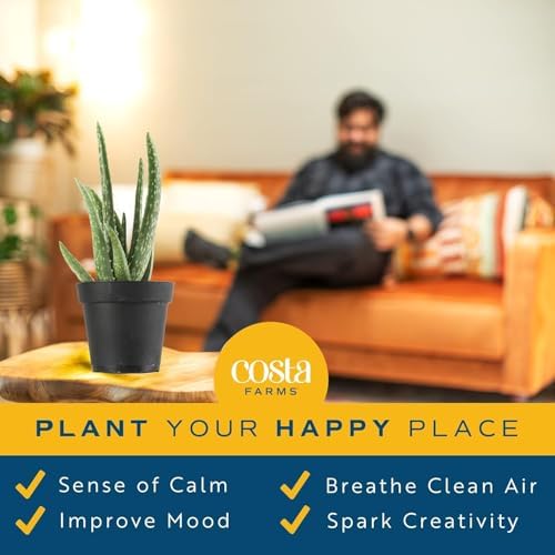 Costa Farms Aloe Vera Plant, Live Succulent, Easy Care Indoor Houseplant in Grower Pot, Room Air Purifier, Tabletop, Office, Desk or Home Décor, Housewarming, Garden Gift, 10-Inches Tall - Image 4