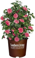 Southern Living 1 Gal. Camellia Early Wonder Shrub by Unknown