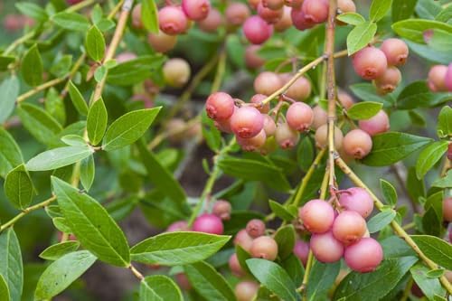 Pink Lemonade Blueberry Bush Live Plant, 5-8 Inch Tall, Sweet Fruit Seedlings, 2-Pack - Image 2