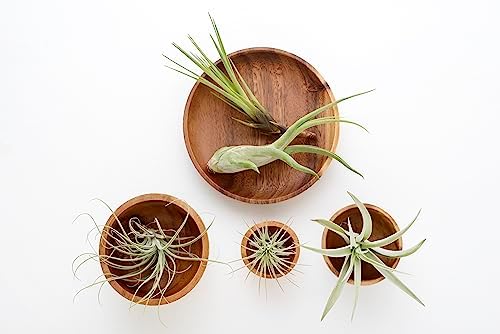 Air Plant Low Light House Plants Box (8PK), Easy Pet Friendly Houseplants - Image 4