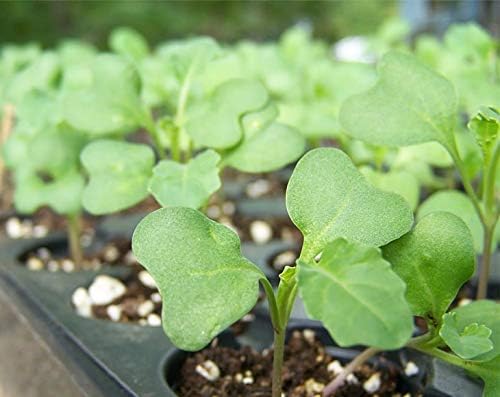 Food to Live Broccoli Seeds for Sprouting, 5 Pounds – Vegan, Kosher, Sirtfood, Bulk. Rich in Sulforaphane, Vitamin C, Vitamin A. Great for Growing Sprouts, Microgreens. High Germination Rate - Image 6