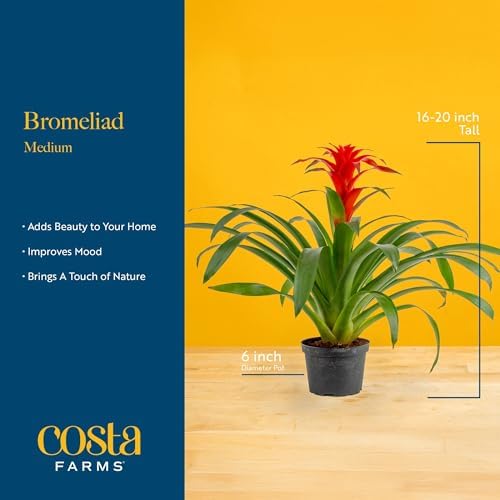 Costa Farms Bromeliad, Live Indoor Plant, Easy Care, Home Decor - Image 4