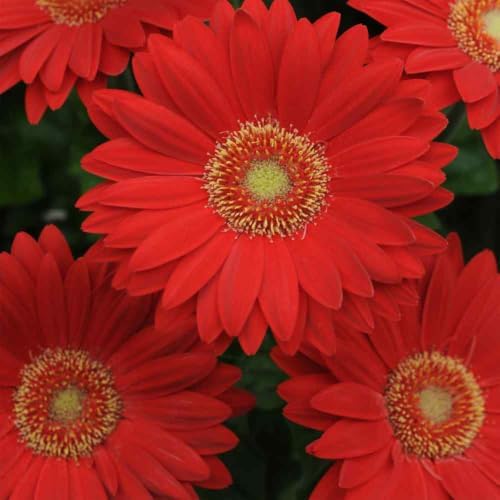 Outsidepride Red Gerbera Seeds - 10 Pcs Perennial, Compact & Low Maintenance, Flower Seeds for Planting w/Mounding Foliage & Vibrant Red Blooms, Ideal for Garden Landscaping & Cut Flower Arrangements by Outsidepride