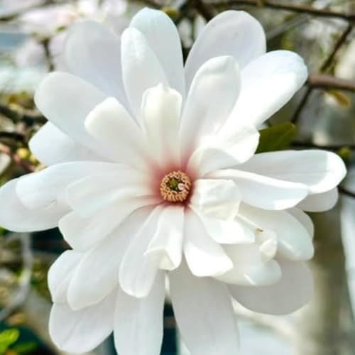 White Magnolia Flower Tree Live Plant, Spring Bloom Tree, 2.5'' Pot - Image 2