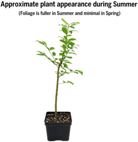 Dwarf Burning Bush - 6-12 Inch Tall Live Plant - 2.5" Pot - Image 2