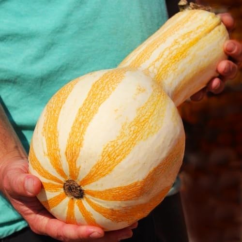 Orange Striped Cushaw Seeds - 60+ Count - for 2026 Planting Southern Kershaw Pumpkin Tennessee Sweet Potato Squash Gourd Silver Garden Vegetable Grow Your Own Home Farm Patio Healthy - Image 6
