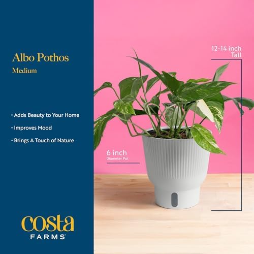 Costa Farms Albo Pothos, Live Indoor Plant, Trailing Vine, Air Purifying - Image 4