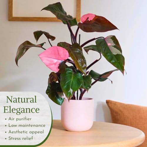 Philodendron Plant Live Exclusive Collection (4-Pack) – Rare Birkin, Gloriosum, Pink Princess & White Wizard in 2" Pot; Easy Care Indoor Plants Live Houseplants Decor for Home/Office/Garden - Image 3