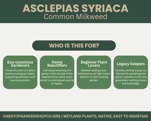 Asclepias syriaca | Common Milkweed | Starter Plug | Live Plant | Native Milkweed | Monarch Butterfly Host | Pollinator (6) - Image 4