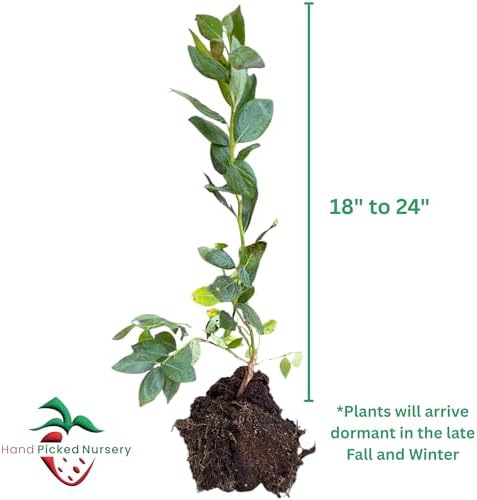 Blue Ray Bare Root Blueberry Plant, 3-Year Old Plant - Produces Large and Richly Sweet Berries - from Hand Picked Nursery - Cannot Ship to Oregon (1) - Image 2