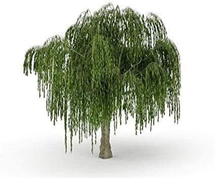 Australian Willow Bonsai Trees Fresh Cutting - Extensive Thick Trunks Fast Growing Light Bonsai Indoor Money Plant - Antique Piece for Your Home and Office - Image 3
