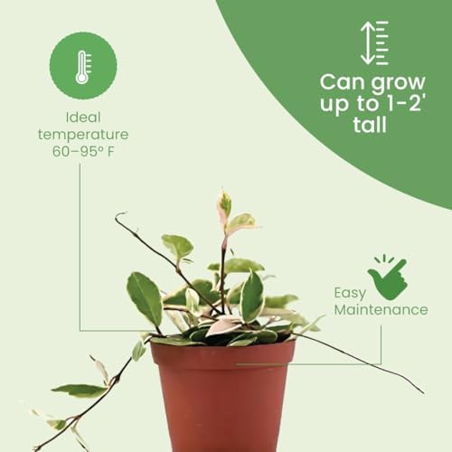 American Plant Exchange Hoya Carnosa 'Krimson Queen' Plant – 6-Inch Pot – Live Tricolor Wax Vine Succulent, Easy Care Houseplant for Home, Office, or Patio Decor - Image 4
