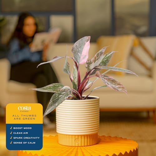 Costa Farms Philodendron, Live Indoor Plant, Tropical Houseplant - Image 5