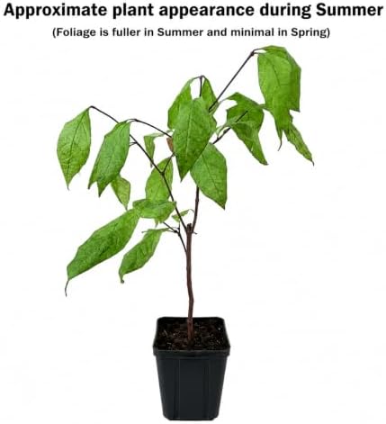 2 Carolina Allspice (Sweet Shrubs) - 10-16" Tall Live Plants - Quart Pots - Image 2