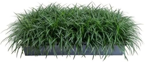 Mondo Grass 18 Pack - Evergreen Groundcover - Full Sun to Part Sun Live Outdoor Plant Loropetalum Grass Plugs by Plants+by+Mail