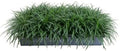 Mondo Grass 18 Pack - Evergreen Groundcover - Full Sun to Part Sun Live Outdoor Plant Loropetalum Grass Plugs by Plants+by+Mail