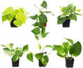 Pothos & Philodendron 6PK, Easy Plant Care, 2 in. Pots, Small House Plants by PlantsforPets