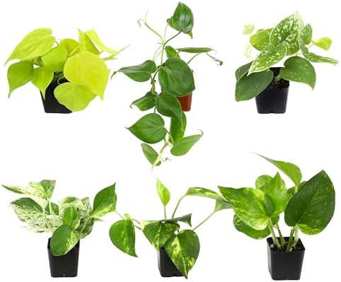 Plentiful Pothos & Philodendron (6 Pack), Pothos Live Plant Decor, Easy Indoor House Plants for Beginners, Marble Queen, Golden, Variegated Varieties by PlantsforPets