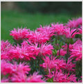Monarda 'Electric Neon Pink' Live Plant – 3 Inch Pot | Bee Balm Perennial Flower | Attracts Pollinators | Vibrant Pink Blooms for Garden, Containers, Borders by Japanese+Maples+and+Evergreens