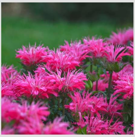 Monarda 'Electric Neon Pink' Live Plant – 3 Inch Pot | Bee Balm Perennial Flower | Attracts Pollinators | Vibrant Pink Blooms for Garden, Containers, Borders by Japanese+Maples+and+Evergreens