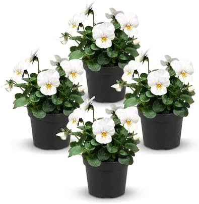 Pansy - White Blotch (4 Pack), Live Winter Flowering Annual, Beautiful Winter Color, 6" Tall by 4" Wide in 1 Pt Pot by TheThreeCompany