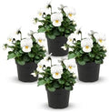 Pansy - White Blotch (4 Pack), Live Winter Flowering Annual, Beautiful Winter Color, 6" Tall by 4" Wide in 1 Pt Pot by TheThreeCompany