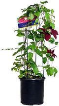 Raymond Evison Clematis - Clematis Rebecca (Clematis) Perennial, red flowers, 8`` - Size Container by GreenPromiseFarms
