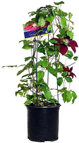 Raymond Evison Clematis - Clematis Rebecca (Clematis) Perennial, red flowers, 8`` - Size Container by GreenPromiseFarms