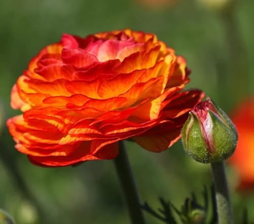 Mixed Peony Ranunculus Bulbs- Persian Buttercup -10 Corms Bulbs Flowering Blooms Perennial Bulbous Root Garden Plant (Orange) - Image 5