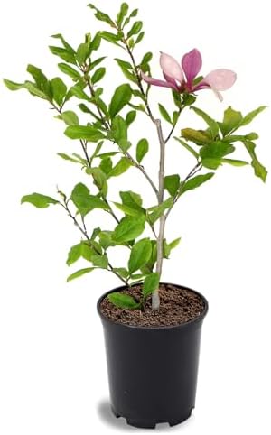 Alexandrina Japanese Magnolia, Pink Flowering Ornamental Tree, 12-18 inch, 1 gal. Nursery Pot, (Due to Agricultural Laws, we Cannot Ship to California, Arizona, Alaska, or Hawaii) by Unknown