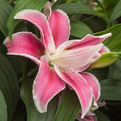 Votaniki Double Lily Sweet Rosy - Perennial & Fragrant Flowers, Oriental Lily (Lily Sweet Rosy) Bulbs for Planting | Summer Flowering Bulbs - Easy to Grow (4 Pack) - Image 4