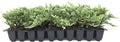 Blue Rug Juniper | 10 Live Plants | Juniperus Horizontalis | Ground Cover Evergreen | Drought Tolerant Landscaping by FloridaFoliage