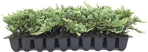 Blue Rug Juniper | 10 Live Plants | Juniperus Horizontalis | Ground Cover Evergreen | Drought Tolerant Landscaping by FloridaFoliage