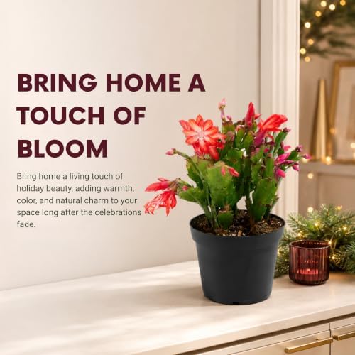 Christmas Cactus Live Plant, 8 Inch Rooted Indoor Holiday Houseplant - Image 5
