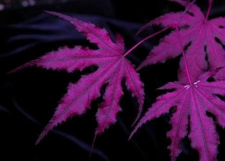 Purple Ghost Japanese Maple Live Tree – Acer palmatum ‘Purple Ghost’ – Rare Variegated Maple – Ornamental Landscape Tree – 3 Year Plant by Japanese+Maples+and+Evergreens