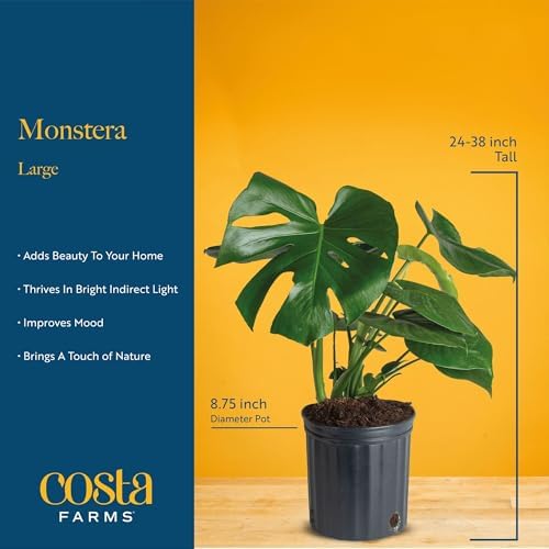 Costa Farms Monstera, Live Indoor Plant, Tropical Plant, Home Decor - Image 4