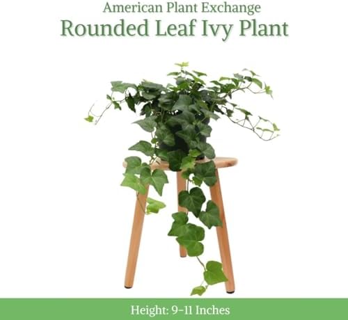 American Plant Exchange English Ivy – Live 6-Inch Potted Trailing Vine, Low-Maintenance Air-Purifying Houseplant for Hanging Baskets, Shelves & Indoor Home or Office Décor - Image 2