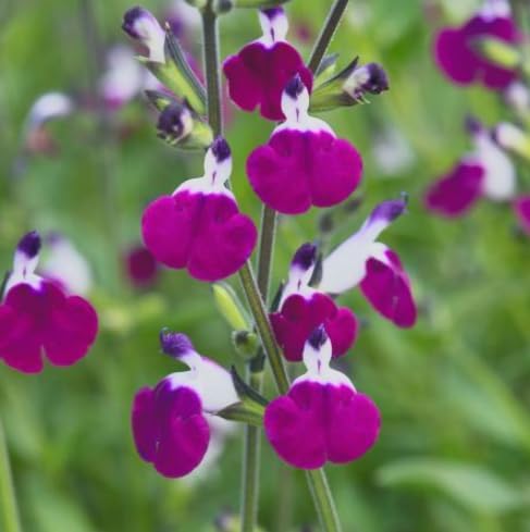 Amethyst Lips Salvia – Live Flowering Plant in 3 Inch Pot – Hummingbird Magnet by Japanese+Maples+and+Evergreens