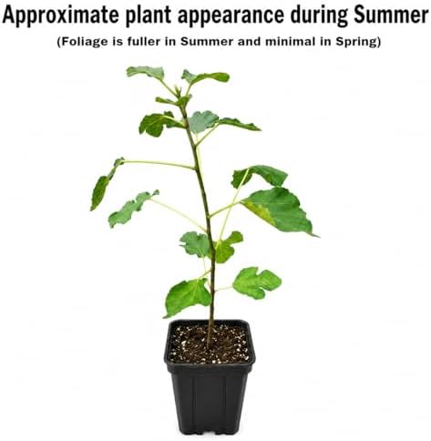 Celeste Fig Tree/Shrub - 6-12" Tall Live Plant - Quart Pot - Image 3