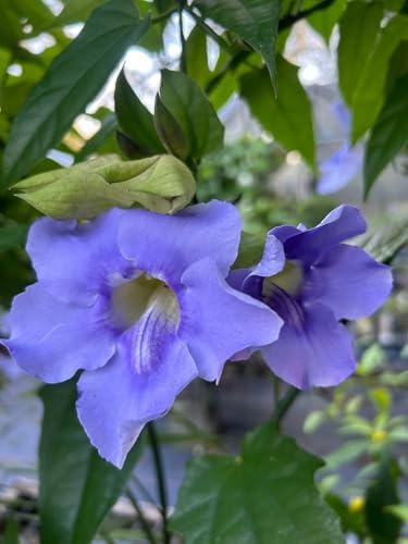 Thunbergia Grandiflora Plants | Pack of 2 (Two) | 5-9 Inch Blue Trumpet Vine | Sky Vine/Bengal Clock Vine | Fast-Growing Large Climber for Fences, Arbors & Privacy Screens - Image 4