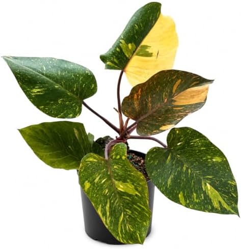 Philodendron Orange Princess Live Plant, Rare Variegated Houseplant by NYCitySucculents