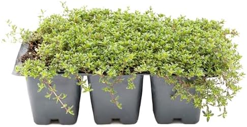 6 Red Creeping Thyme in 2.5" Cubes | Live Fragrant Evergreen Groundcover with Bright Purple-Pink Blooms | Low-Growing Perennial Herb for Containers, Pathways & Landscaping (Thymus praecox ‘Coccineus’) by CitronellaKing