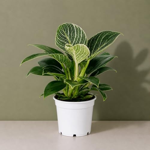 Philodendron Birken Live Plant | Indoor House Plant for Home Decor, Room Decor, Office Decor | Air Purifying Philodendron Houseplant | Elegant Plants Live Houseplants - Image 3