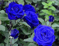 50+ Climbing Rose Seeds Flowers Vine Garden Planting by Unknown