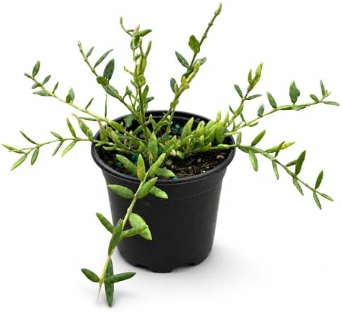 Hoya Engleriana Live Plant – Hoya Engleriana Fully Rooted Starter Plants by NYCitySucculents