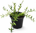 Hoya Engleriana Live Plant – Hoya Engleriana Fully Rooted Starter Plants by NYCitySucculents
