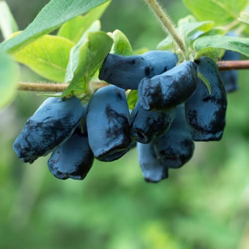 Haskap Live Plant, Haskap Honeyberry Bush, 4-8 Inch Tall - Image 4