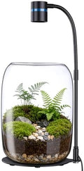 Glass Plant Terrarium with LED Grow Light for Home Office by Unknown