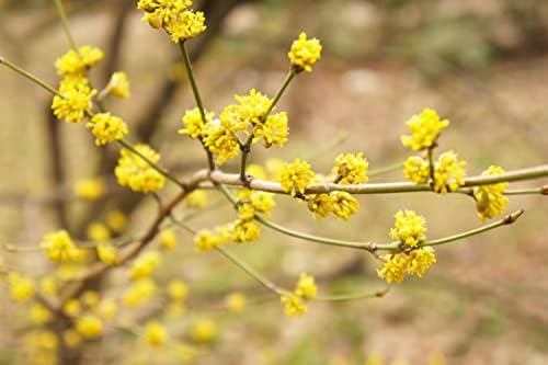 1 yo 4-8 inches Tall Northern Spicebush Plant (Lindera Benzoin) Bare Root - Image 2